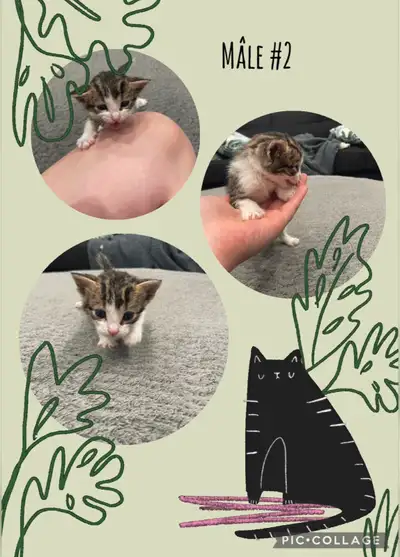chaton ❤️❤️, View more