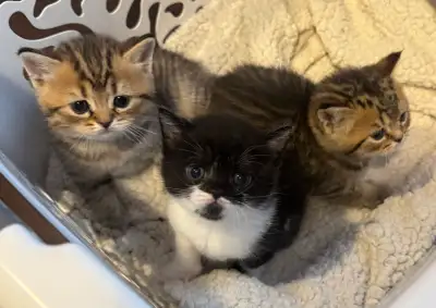 Adorable Scottish Straight Kittens – Ready for Loving Homes , View more