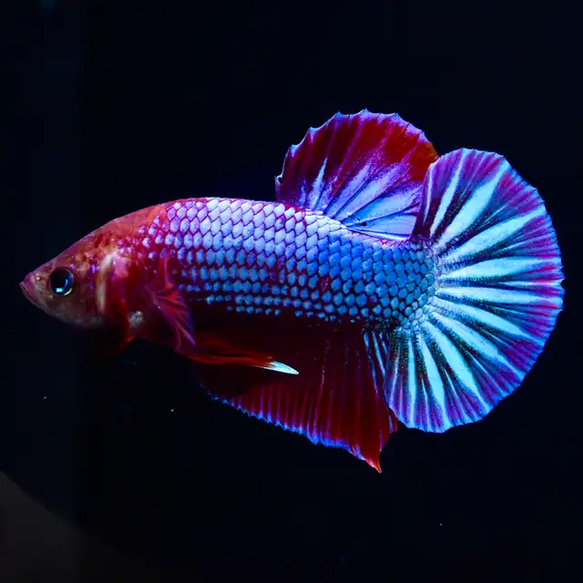 Betta Fish with Bold Color & Clean Lines in Fish for Rehoming in Moncton - Image 11