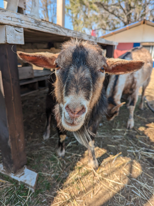 Deux chèvres in Livestock in Shawinigan