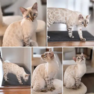 Beautiful purebred male Snow Bengal born December 26. He has a calm, gentle, and incredibly sweet te...
