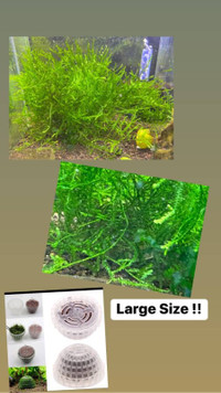 Aquarium Moss (Please Read Description)