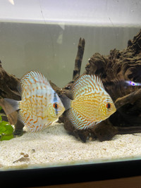 Discus Red Turquoise’s  London Ontario Preview