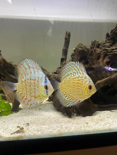 Discus Red Turquoise’s , View more