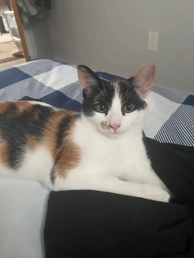 3 year old female cat in Cats & Kittens for Rehoming in North Bay - Image 4