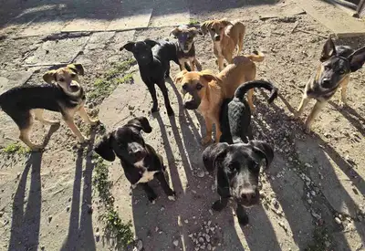 Adorable puppies , View more