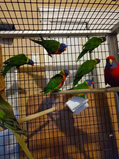 1 rainbow lorikeet left. Not dna tested but would make a great breeder. Was part of a breeding pair...