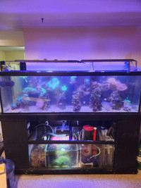130 gallon saltwater aquarium for sale 