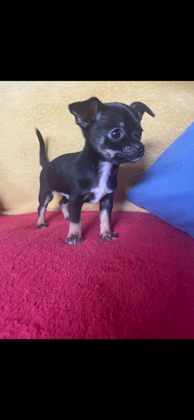 Chihuahuas dans Chiens et chiots à adopter  à Ouest de l’Île - Image 4