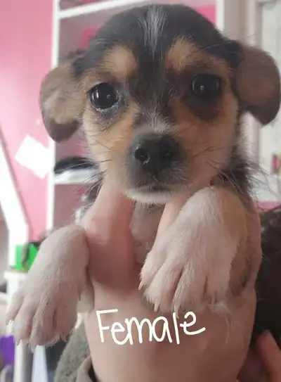 shitzu-pomchi puppies., View more