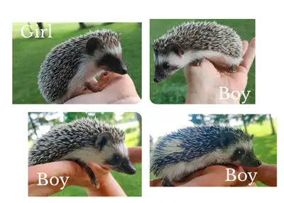 ♥♥ Delivery habitats  baby hedgehogs ready chocolate, View more