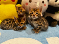 Gorgeous Bengal Kittens Ready for New Home