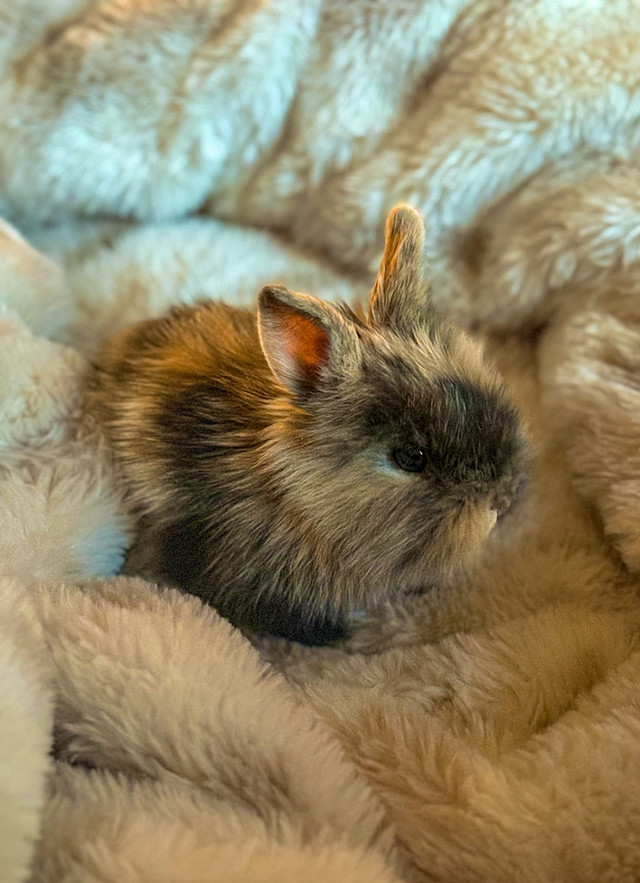 8 week old Liohead bunny  in Small Animals for Rehoming in Strathcona County - Image 3