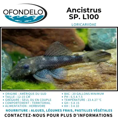 Ancistrus SP. L100, View more