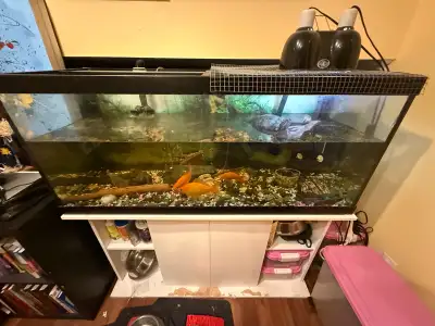 75 gallon aquarium with fish and turtle, View more