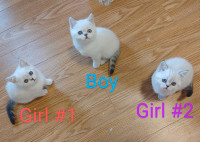 British shorthair female and male white/point kittens blue eyes