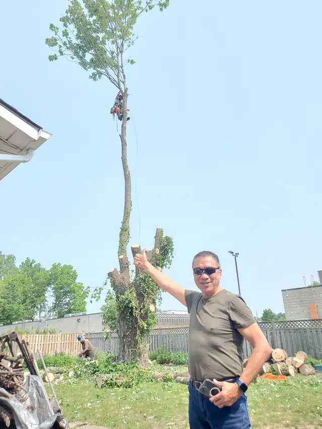 JB's  Tree Services in Other in Windsor Region - Image 7
