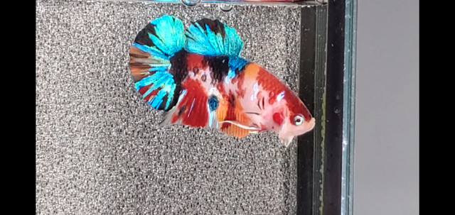 Koi multicolor betta male in Fish for Rehoming in Ottawa - Image 2