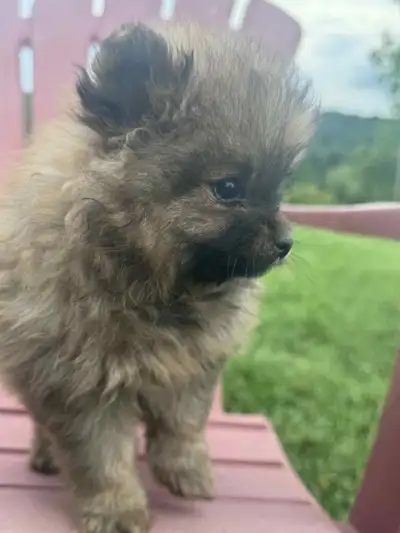 Purebred Pomeranian Puppies for sale, View more