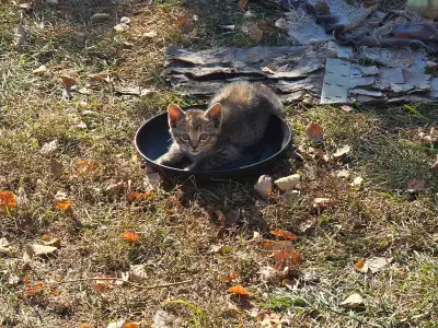 Siamese Cross Kittens, View more