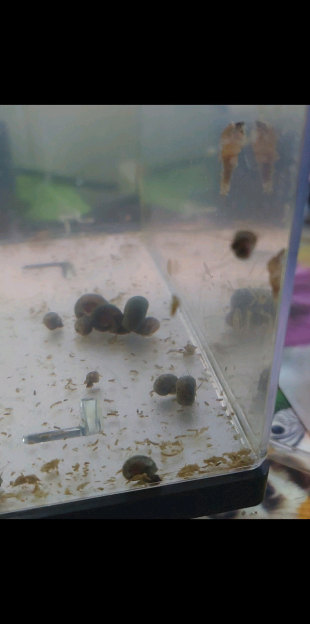 Ramshorn snails dans Poissons à adopter  à Ouest de l’Île - Image 3