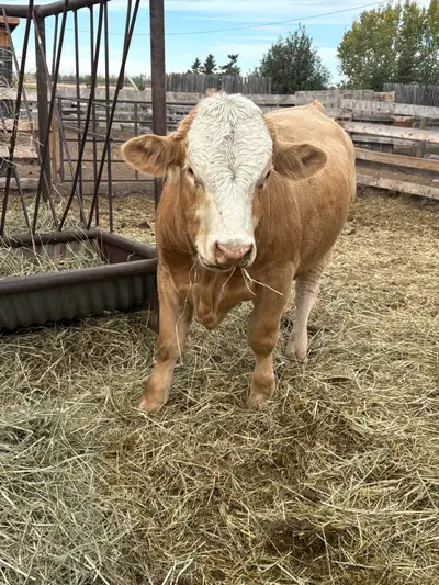 2 year old bull, View more