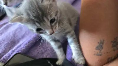 Russian Blue X British Shorthair Tabby Kittens, View more