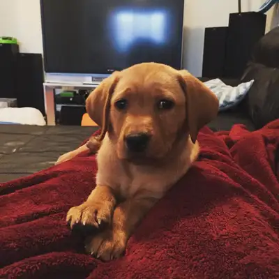 FOX RED LABRADOR PUPPIES, View more