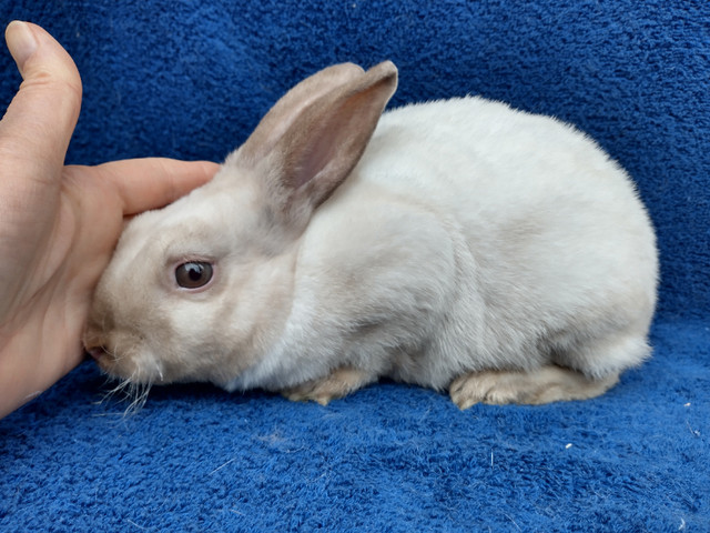 EXTRAORDINARY HOLLAND LOP BABY DWARF BUNNY RABBITS in Small Animals for Rehoming in City of Toronto - Image 3