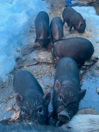 Mini pigs 