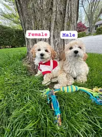 Beautiful and adorable male & female Bichonpoo/mom on site
