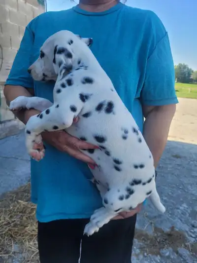 2 Gorgeous Dalmatian Pupa, View more