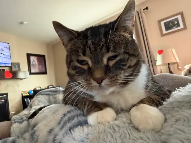 Friendly Cat for Rehoming