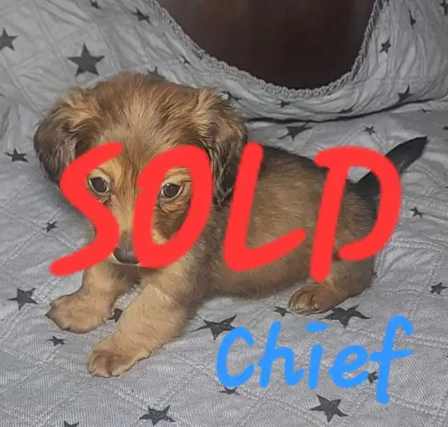 ALL SOLD! Mini Dachshund Puppies in Dogs & Puppies for Rehoming in Strathcona County - Image 4