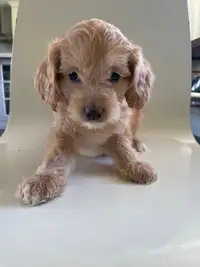 Cockapoo Puppies ready to go home 