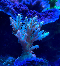 Colourful Coral Frags for Sale - Reef Tank / Saltwater 