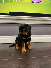 Pure Breed Rottweiler Puppies from Germany 