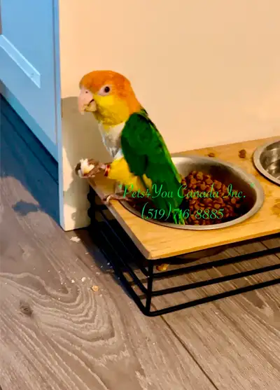 White-Bellied Caique Baby Parrots, View more