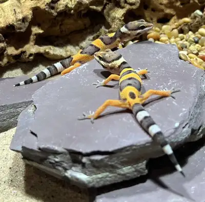 Unsexed babies. Pick up only in Beamsville. No trades. No holds. 10% discount on orders $550 or over...