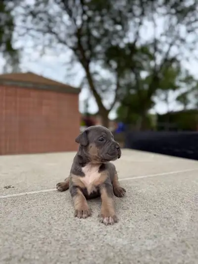 American Bulldog Puppies ✅, View more