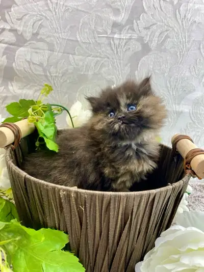 Tortie Maine Coon Female Kitten, View more