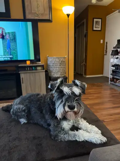 schnauzer for rehoming, View more