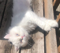 MISSING CAT White Persian - Blue eye