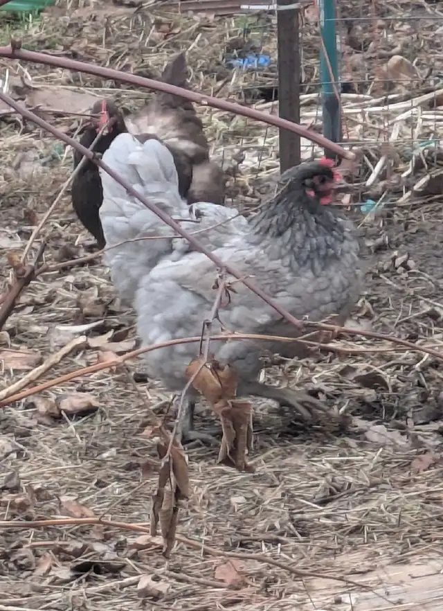 Purebred Jersey giants hatching eggs in Livestock in Hamilton - Image 2
