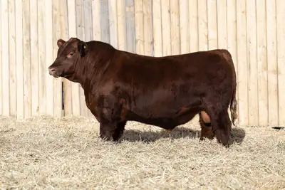 Red Angus Bulls , View more