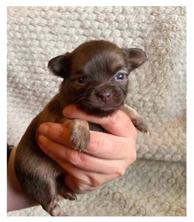 ♥️ Tiny Chihuahua puppies  ♥️ in Dogs & Puppies for Rehoming in Grande Prairie - Image 3