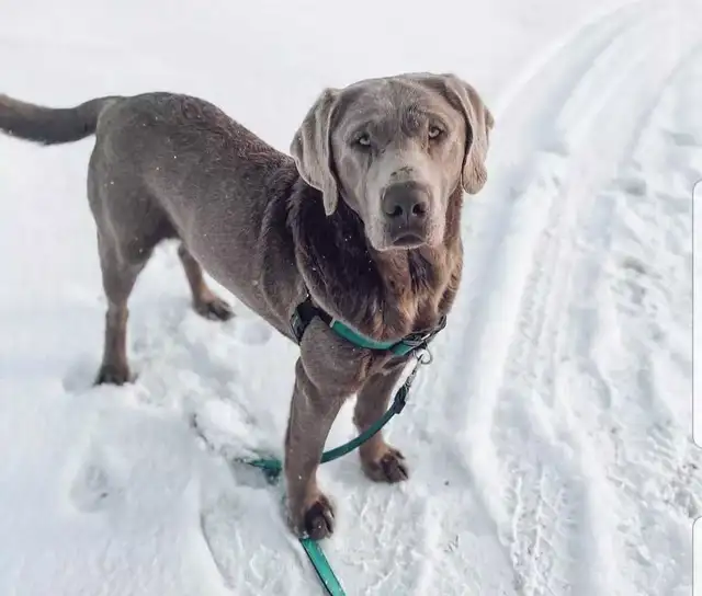 Labrador Retriever in Dogs & Puppies for Rehoming in Red Deer - Image 7
