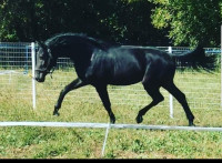 Young Hanoverian Stallion with TOP Dressage Bloodlines