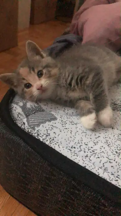 Female Kitten 4 Sale, View more
