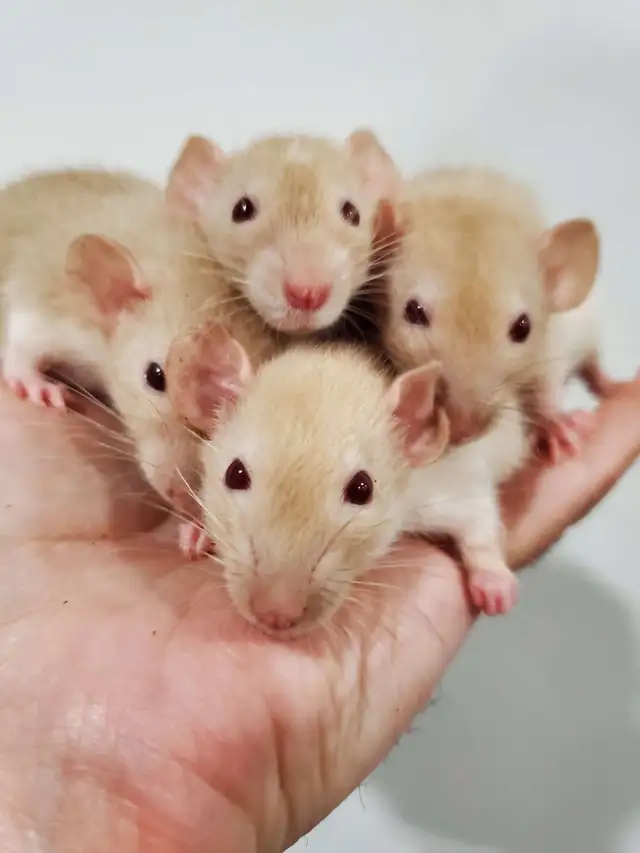 Pet Rats Available - FALL SALE Prices in Small Animals for Rehoming in Sault Ste. Marie - Image 8
